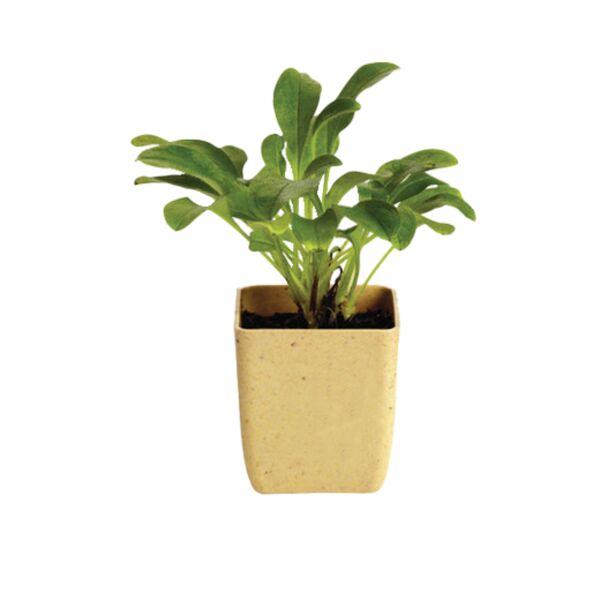 Flower Pot Set With Marigold Seeds Thumbnail